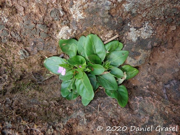 Stenandrium dulce