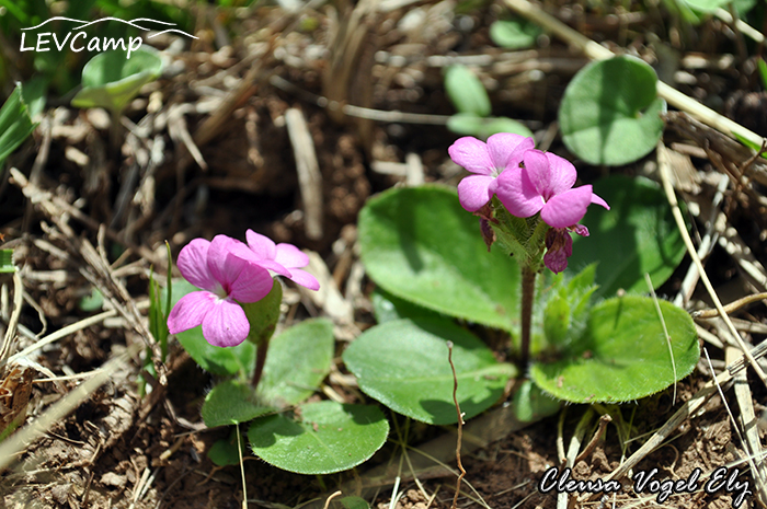 Stenandrium dulce