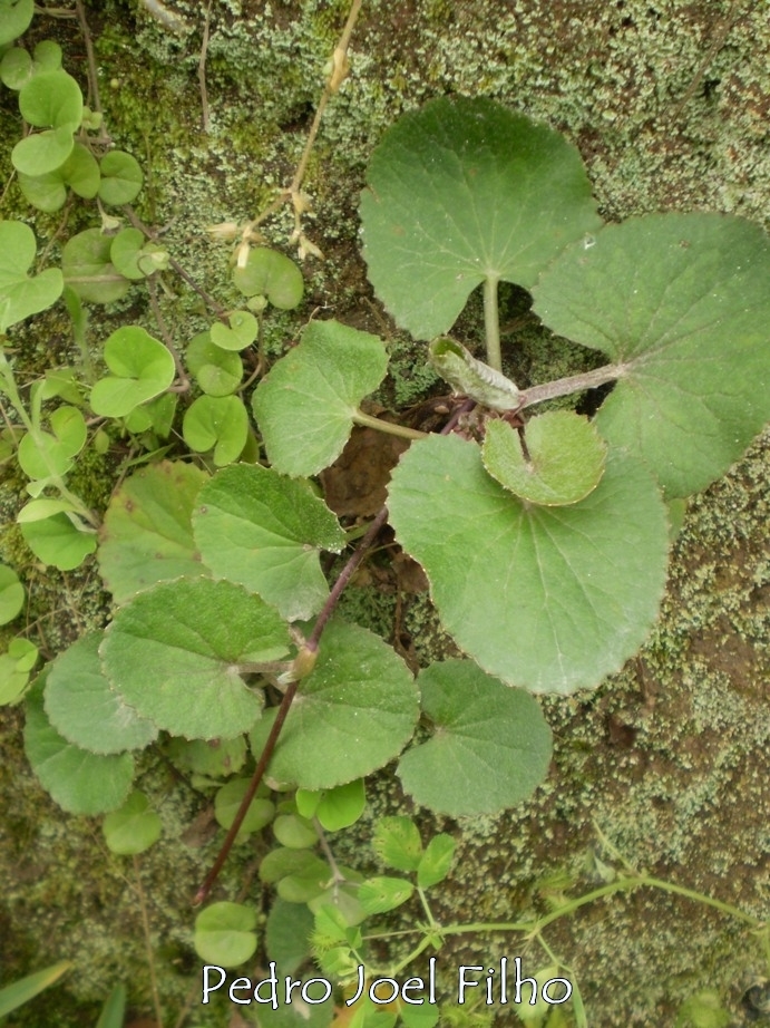 Centella hirtella