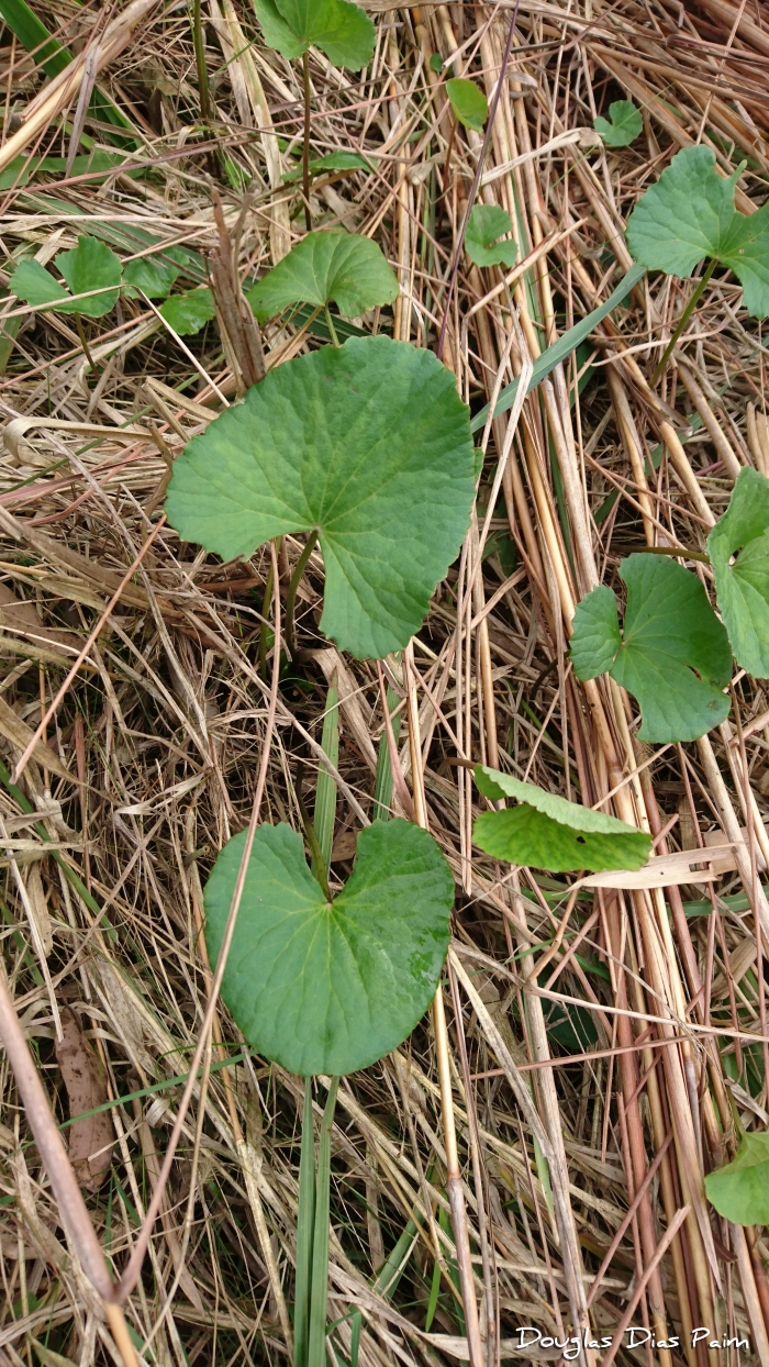 Centella hirtella