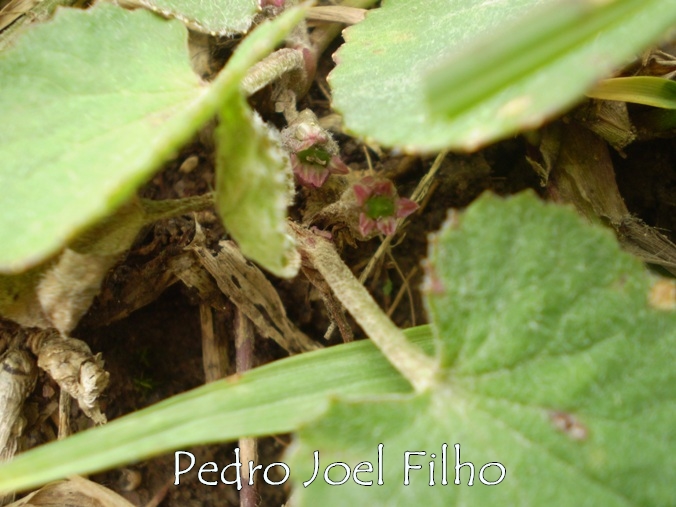 Centella hirtella