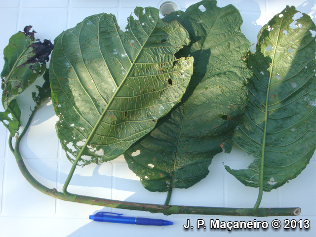 Coccoloba warmingii