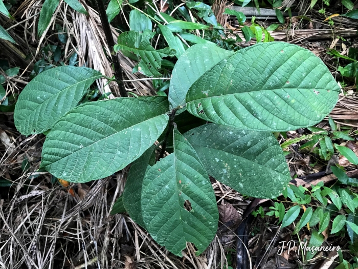 Coccoloba warmingii