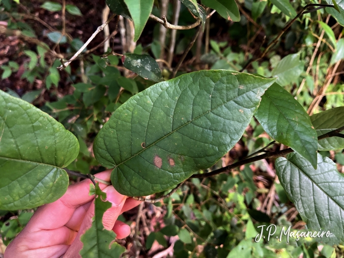 Coccoloba warmingii