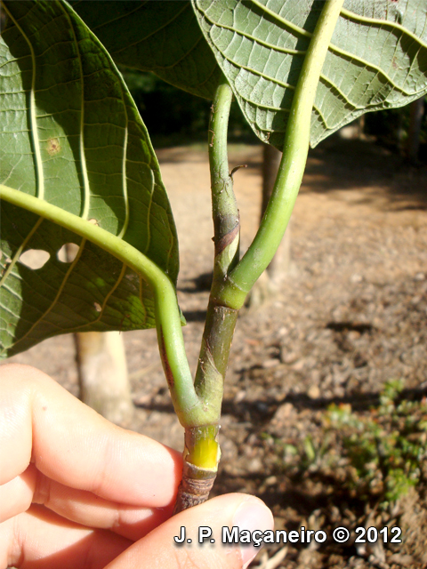 Coccoloba warmingii