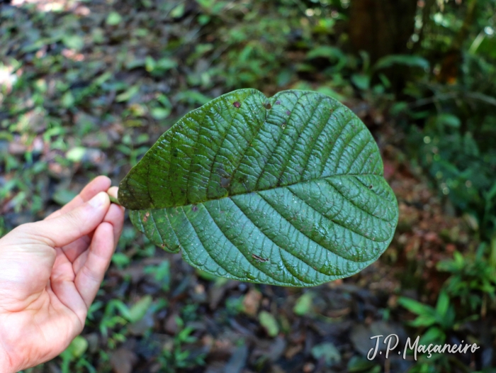 Coccoloba warmingii