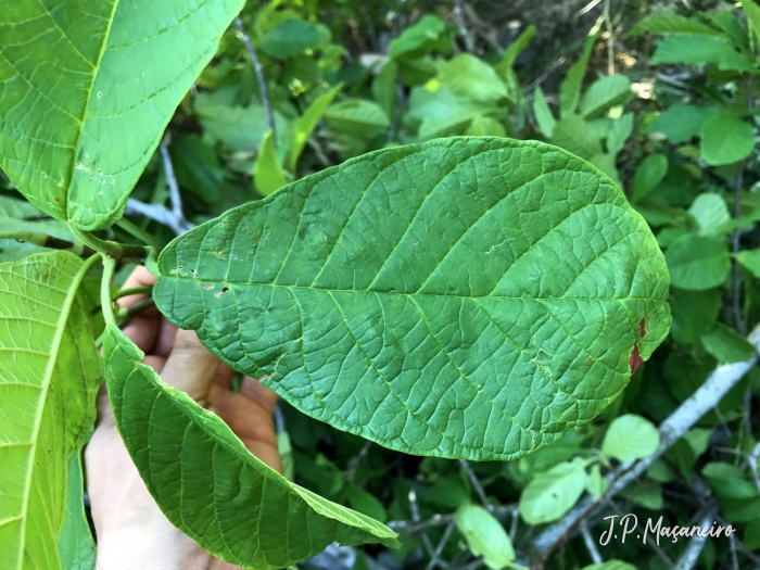 Coccoloba warmingii