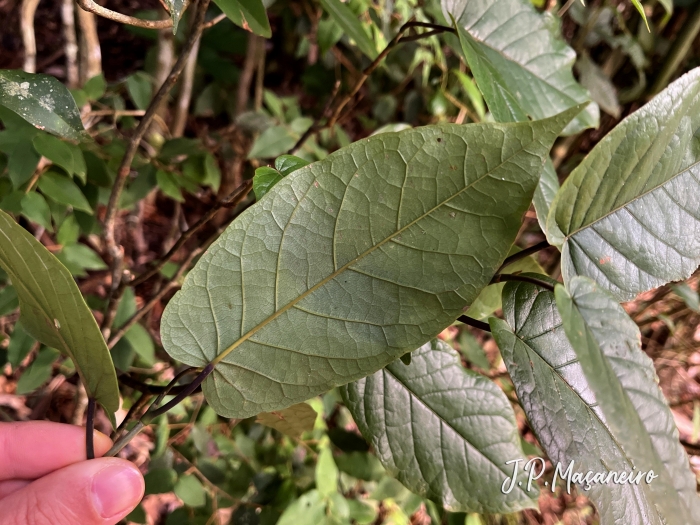 Coccoloba warmingii