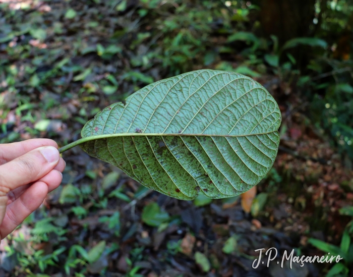 Coccoloba warmingii