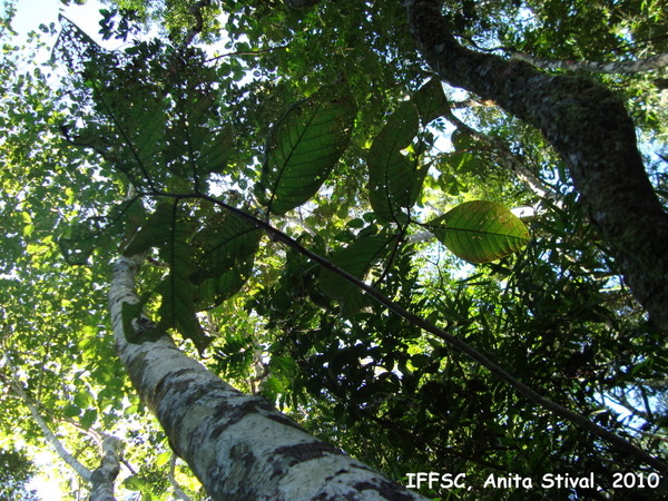 Coccoloba warmingii