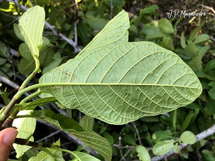 Coccoloba warmingii