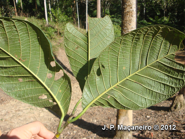 Coccoloba warmingii