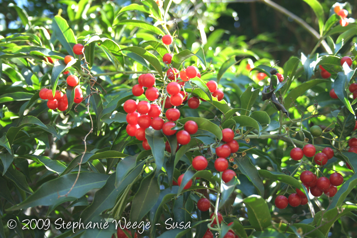 Cordia ecalyculata