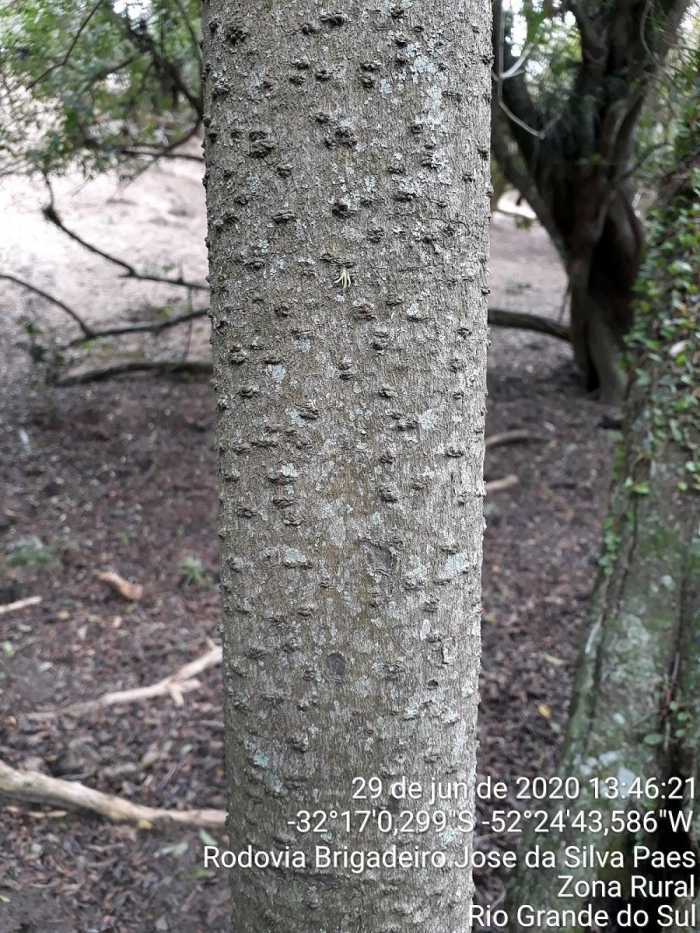 Cordia ecalyculata