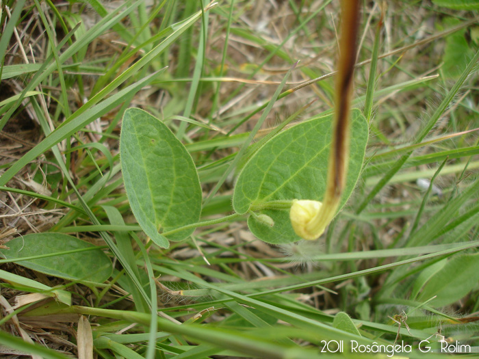 Aristolochia sessilifolia