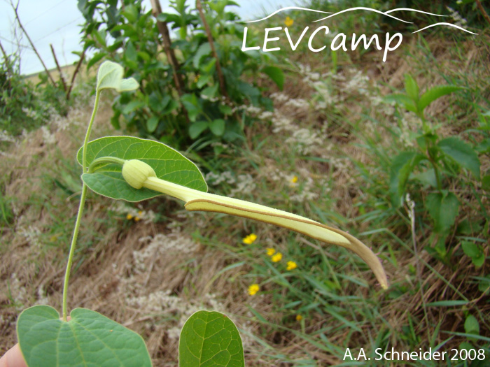 Aristolochia sessilifolia