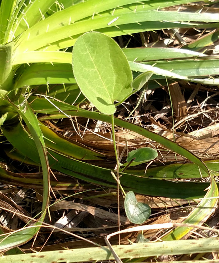 Aristolochia sessilifolia