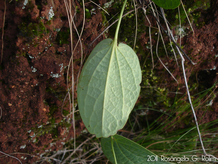 Aristolochia sessilifolia
