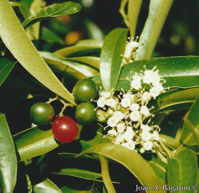 Cordia ecalyculata