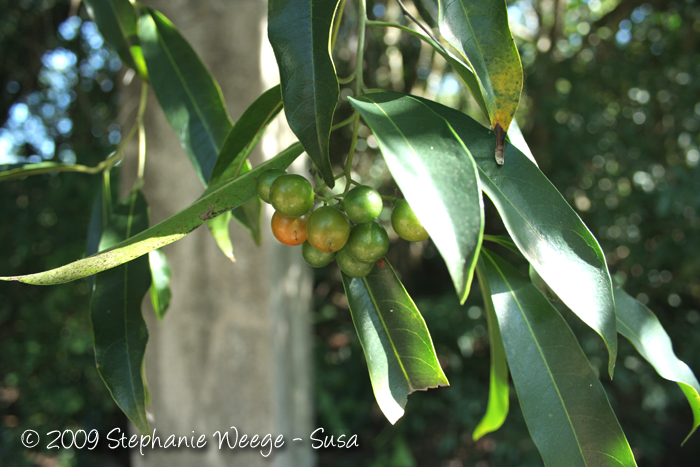 Cordia ecalyculata