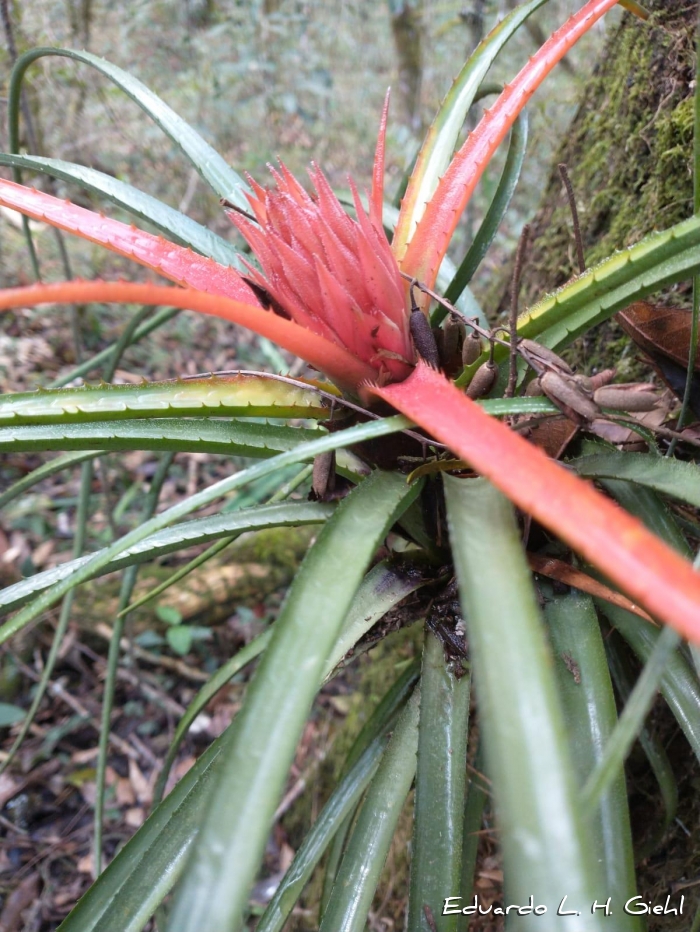 Aechmea recurvata