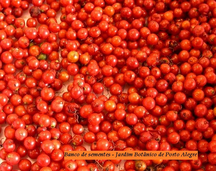 Cordia ecalyculata