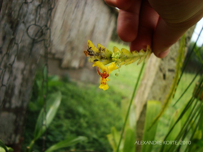 Lockhartia lunifera