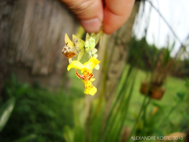 Lockhartia lunifera