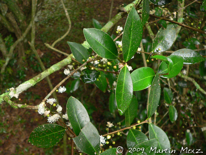 Eugenia hiemalis