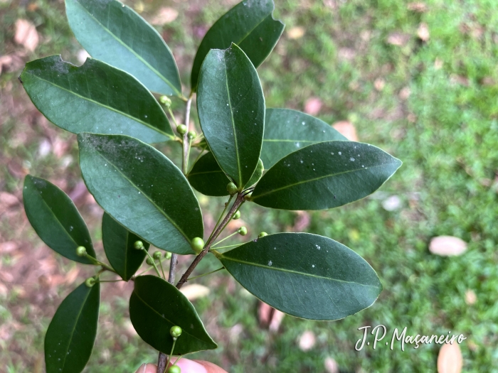 Eugenia hiemalis