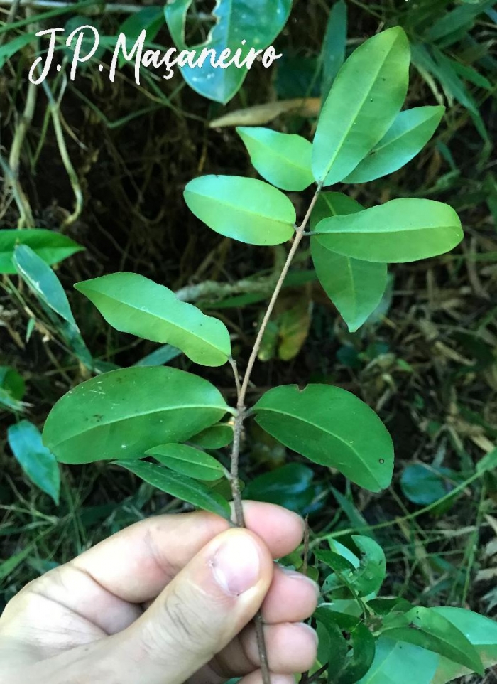 Eugenia hiemalis