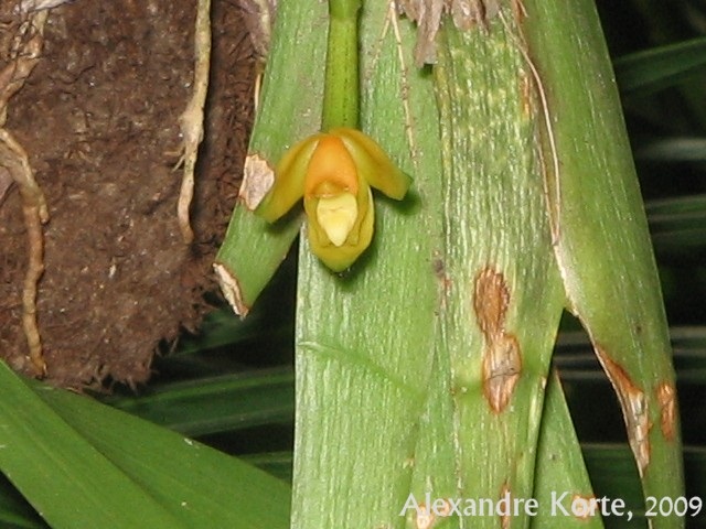 Heterotaxis brasiliensis