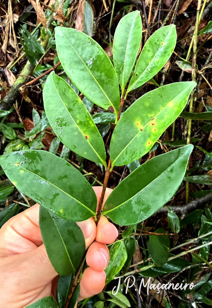 Eugenia hiemalis