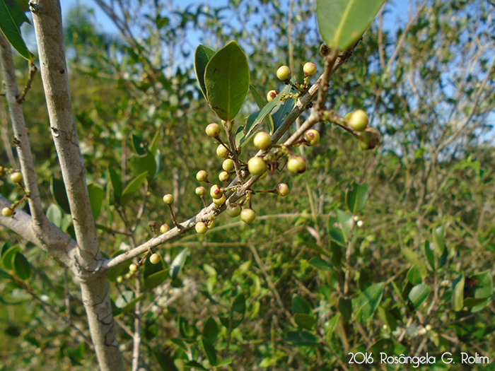 Eugenia hiemalis