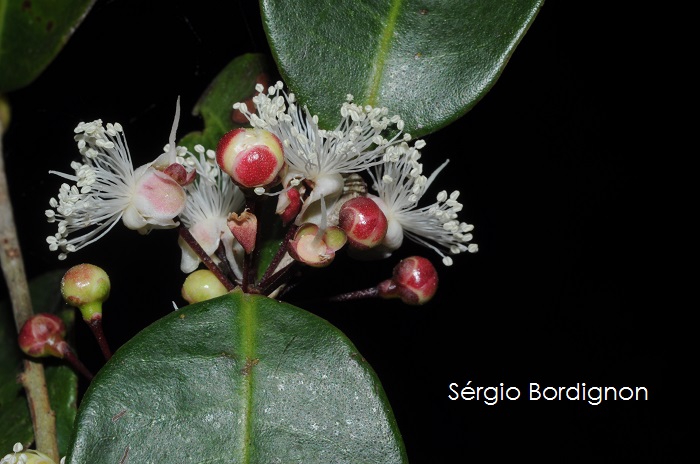 Eugenia hiemalis