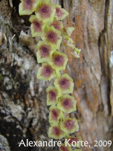 Stelis megantha