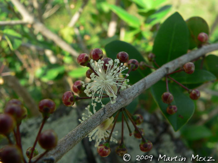 Eugenia hiemalis