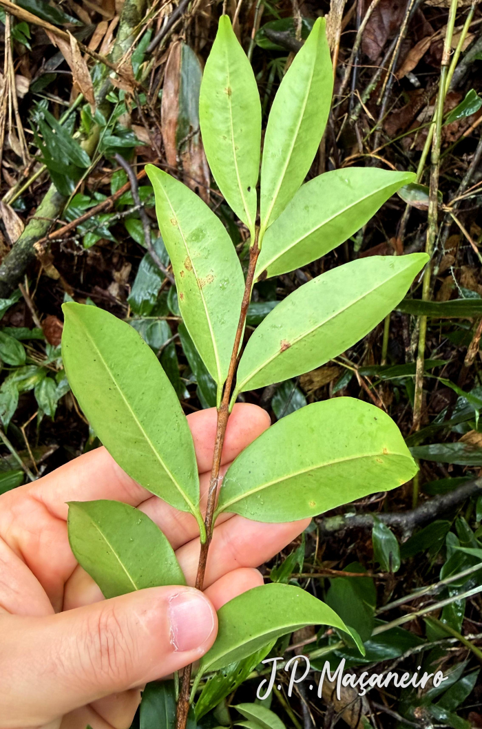Eugenia hiemalis