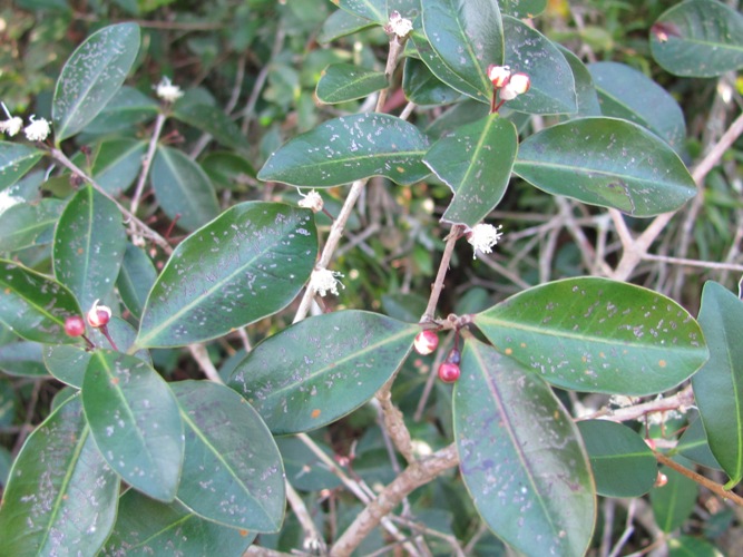 Eugenia hiemalis