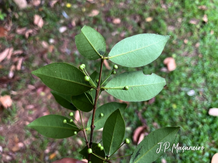 Eugenia hiemalis