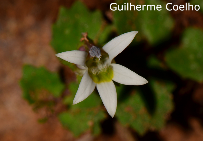 Lobelia hederacea