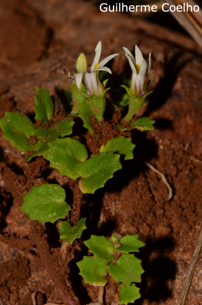 Lobelia hederacea