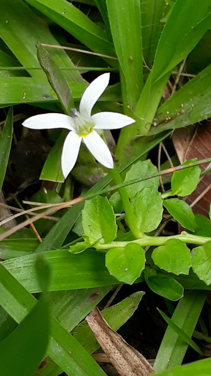 Lobelia hederacea