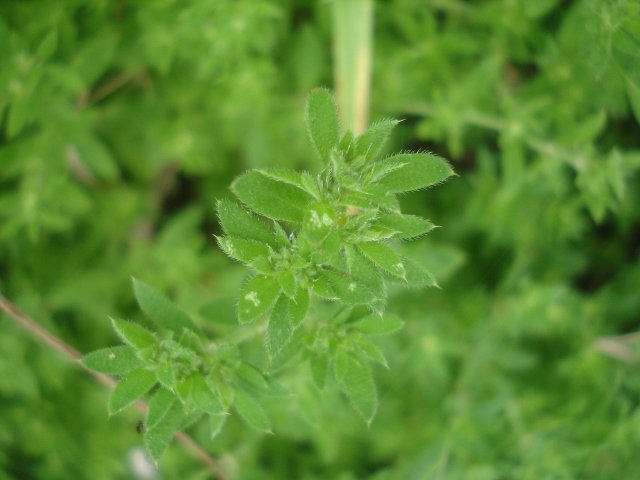 Paronychia brasiliana