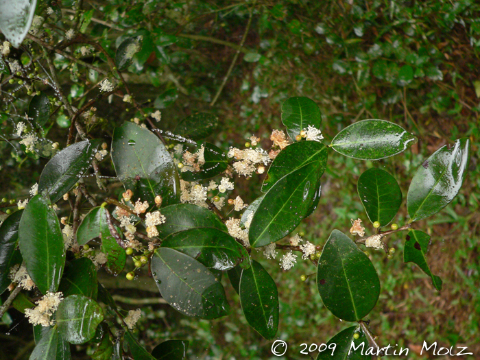 Eugenia hiemalis