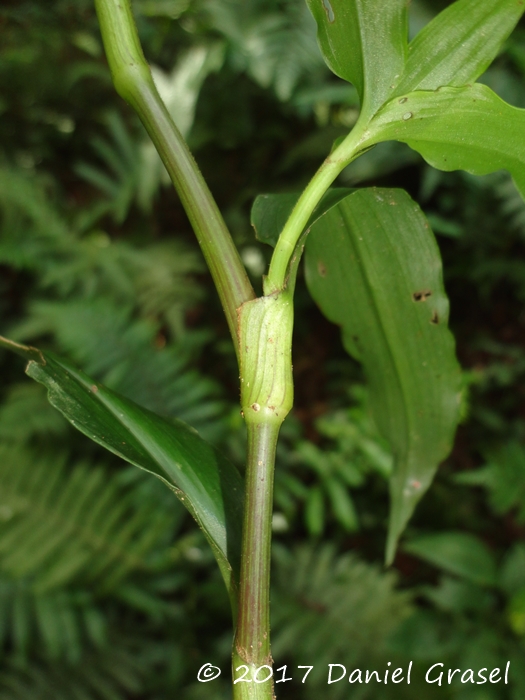 Tradescantia umbraculifera