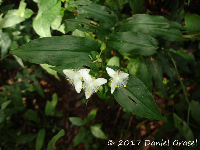 Tradescantia umbraculifera