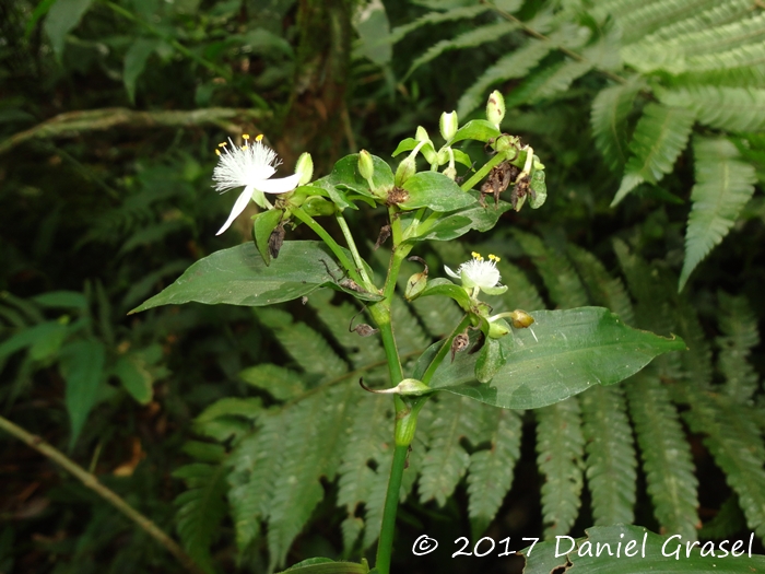 Tradescantia umbraculifera