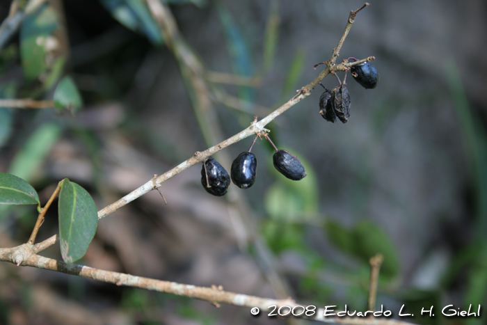 Eugenia hiemalis