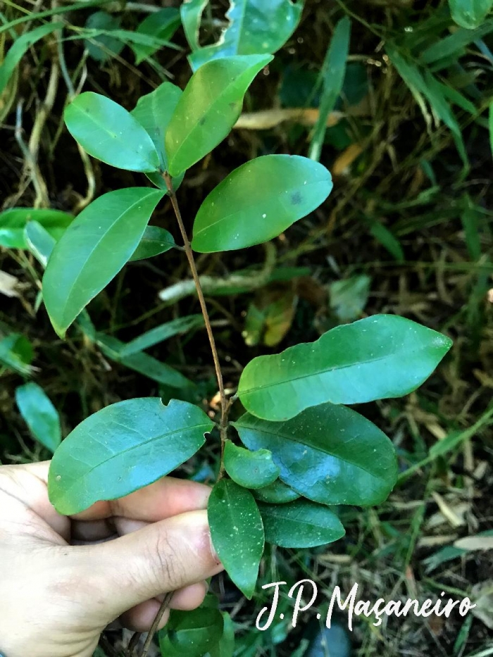 Eugenia hiemalis